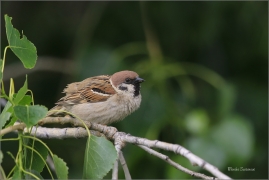 <p>VRABEC POLNÍ (Passer montanus) /Eurasian tree sparrow -Feldsperling/</p>